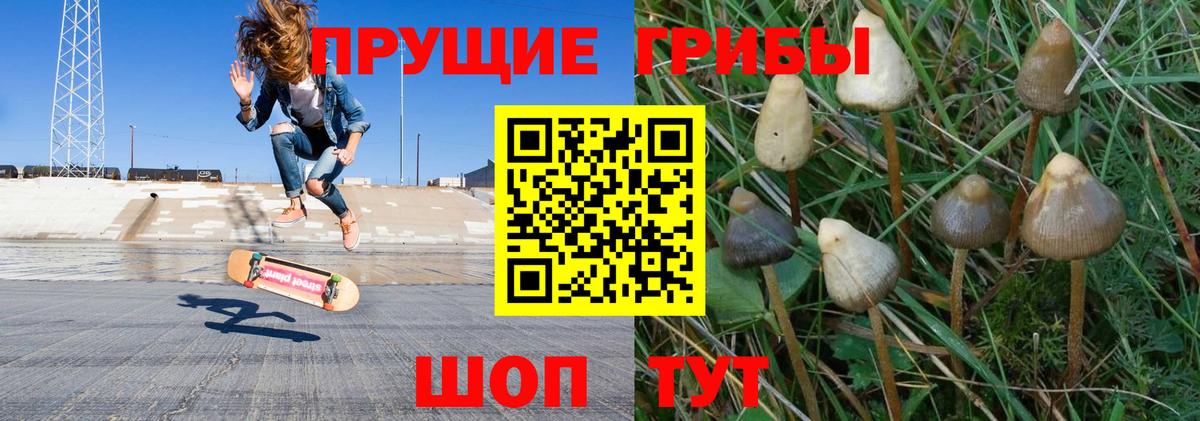 Псилоцибиновые грибы Psilocybe Улан-Удэ